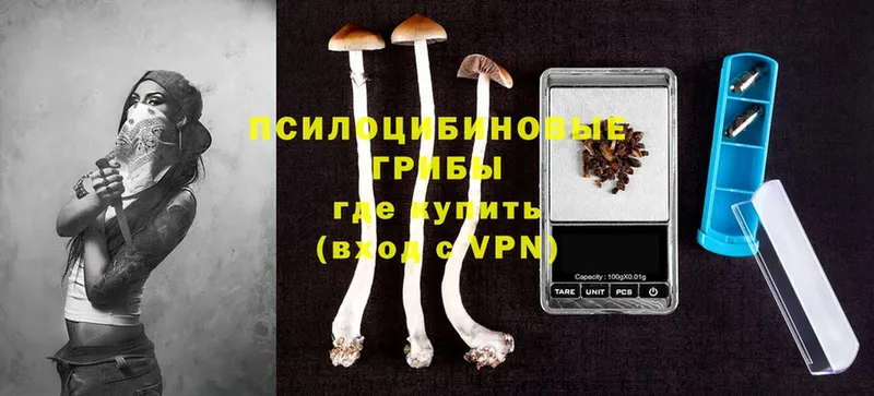 где можно купить наркотик  Вилючинск  Псилоцибиновые грибы Psilocybe 